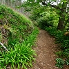 Plants: image 95 Of 208 Thumb